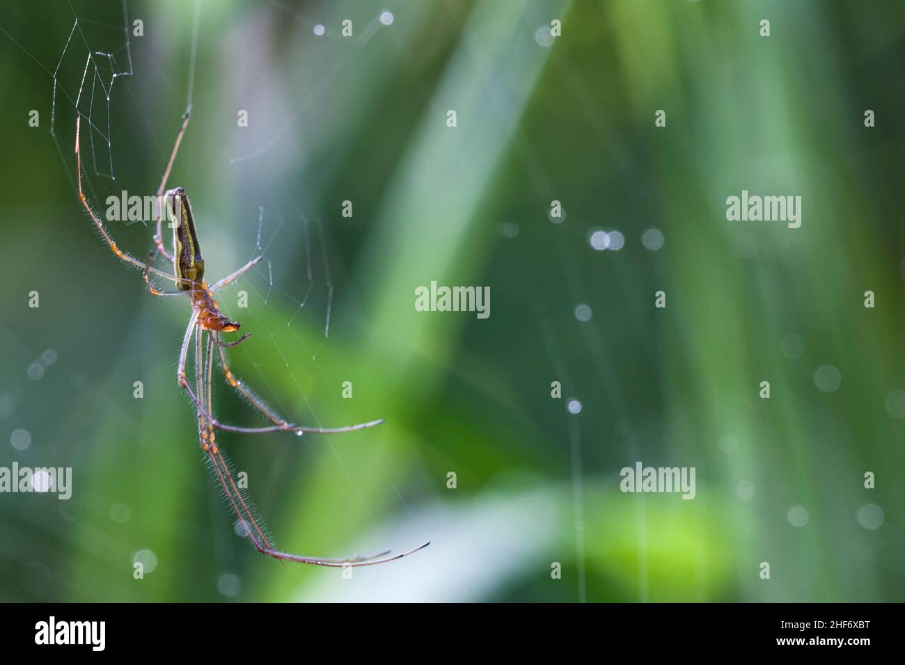 Tetragnatha extensa, ragno comune sul web, dolomiti, italia Foto Stock