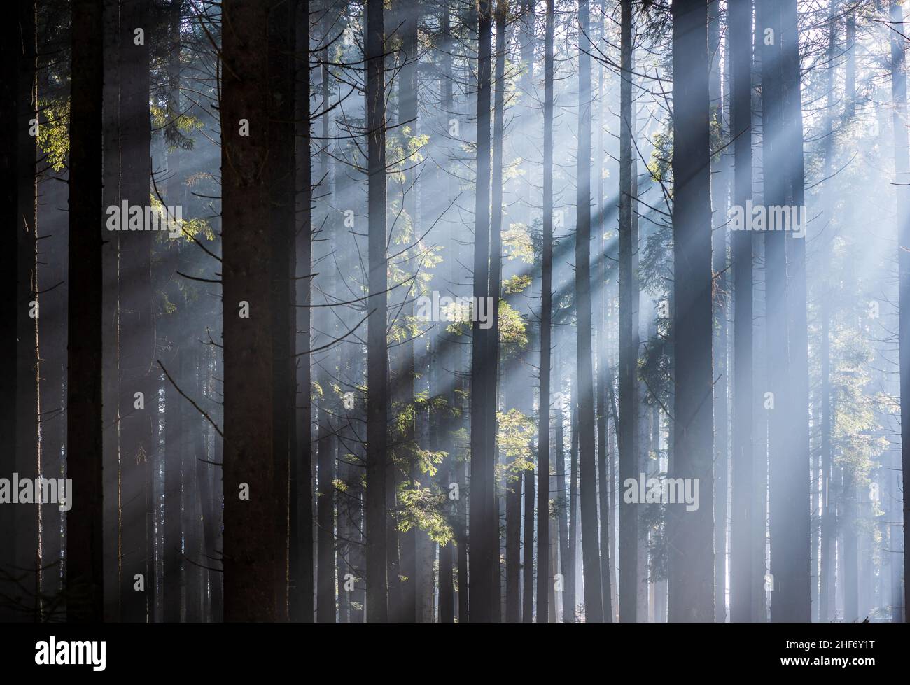 Raggi del sole che passano attraverso la pineta. Raggi nella foresta. Foto Stock