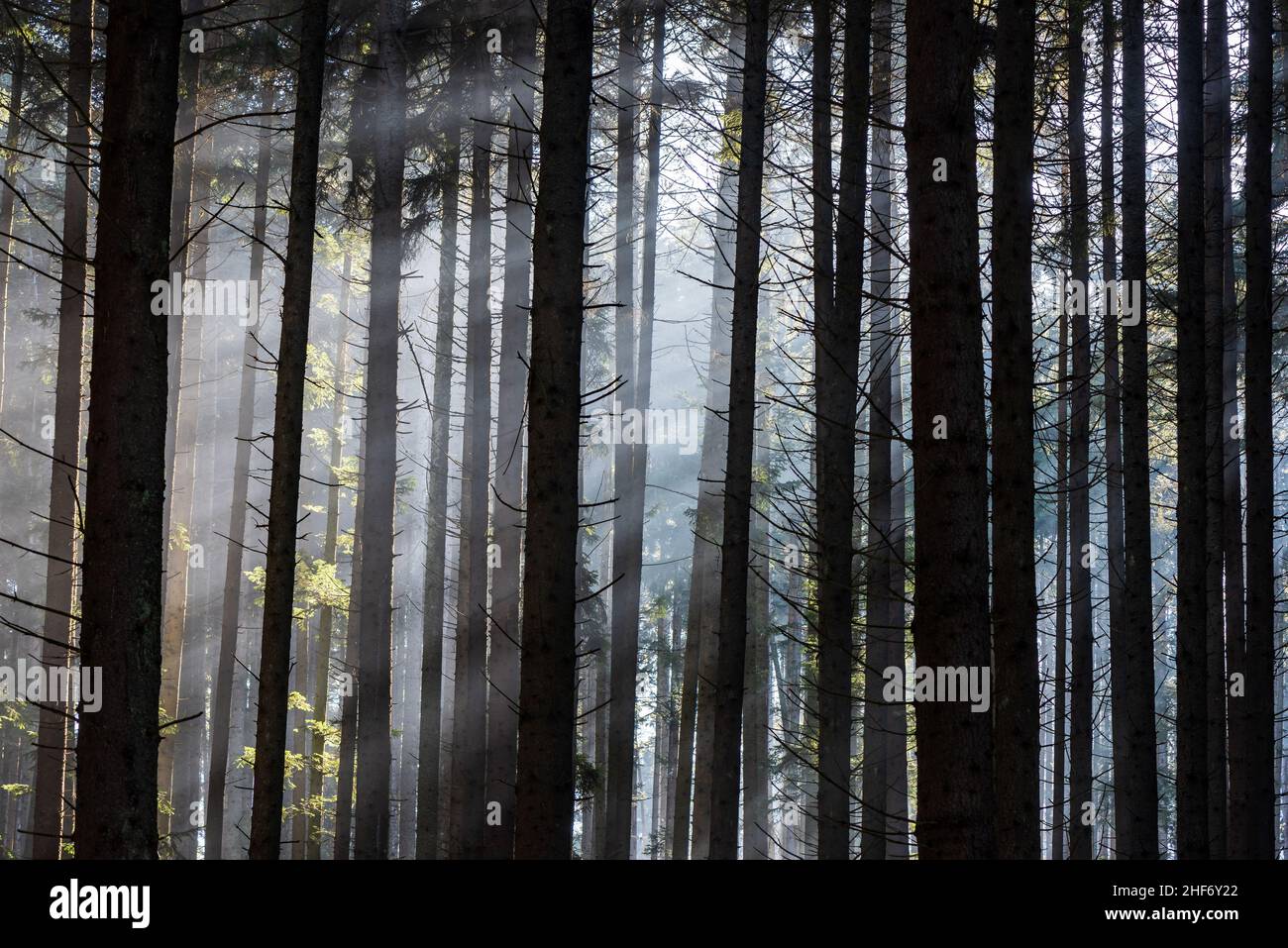 Raggi del sole che passano attraverso la pineta. Raggi nella foresta. Foto Stock