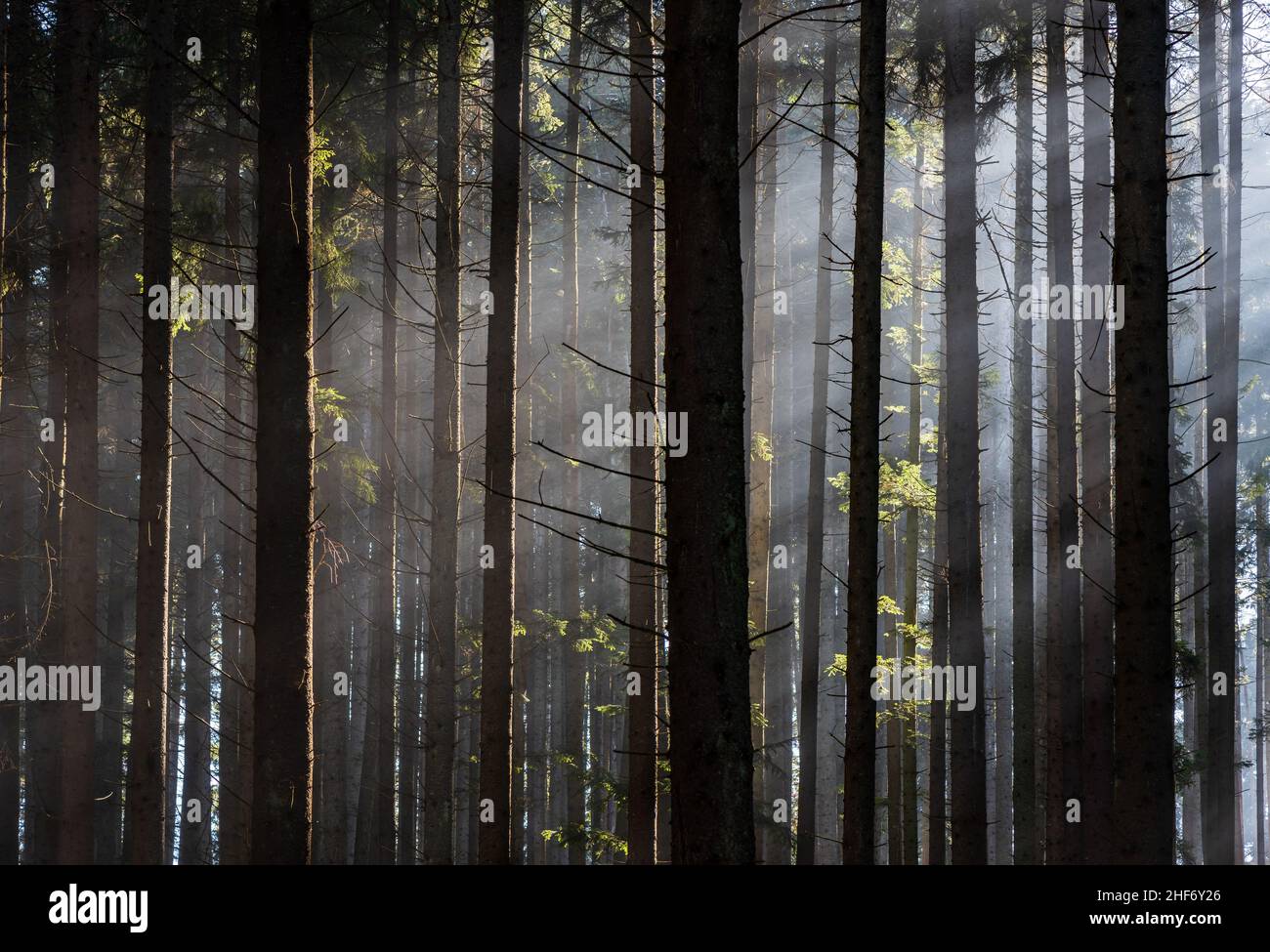 Raggi del sole che passano attraverso la pineta. Raggi nella foresta. Foto Stock