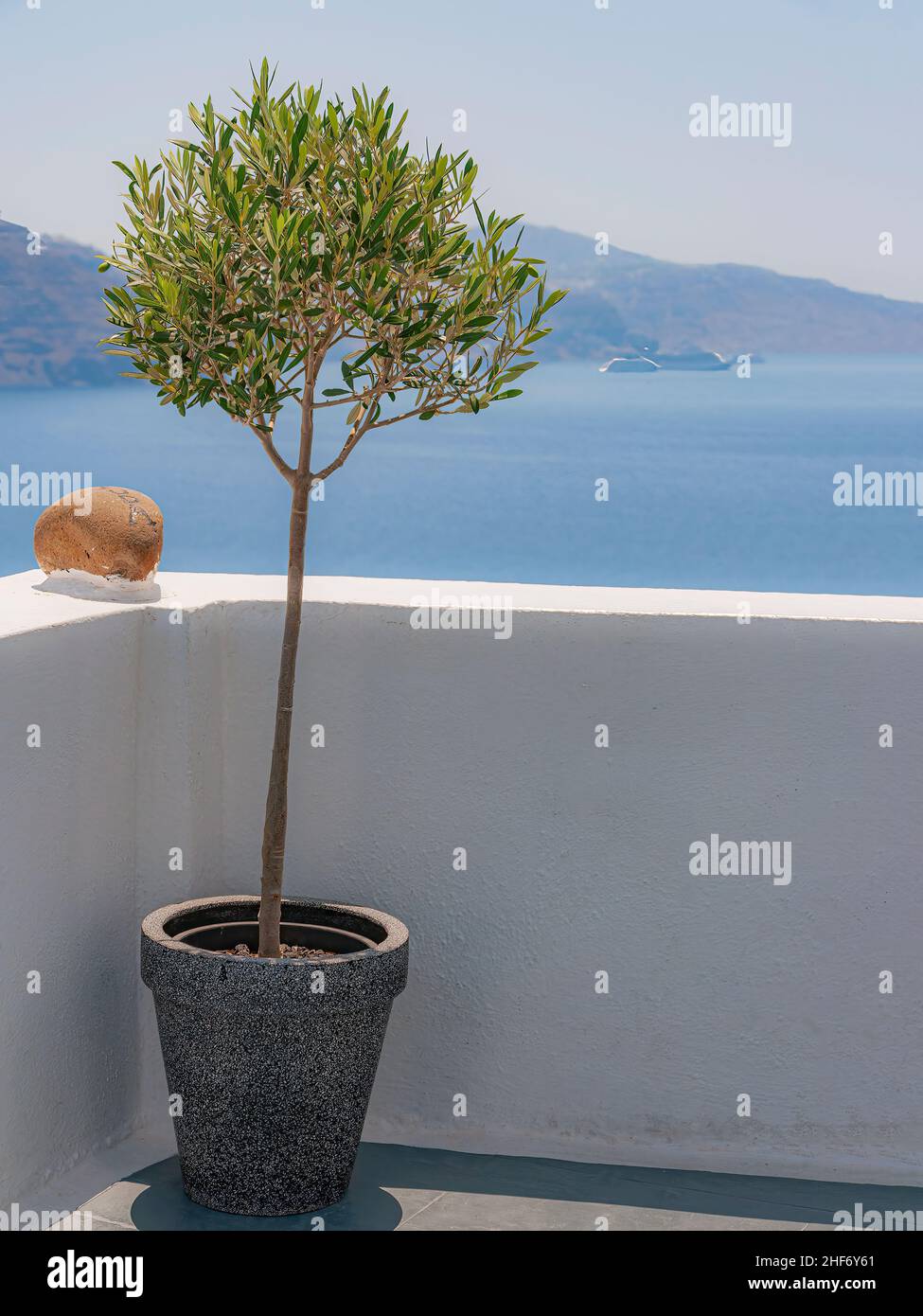 Un ulivo in vaso su una terrazza panoramica a Oia, Santorini. Foto Stock