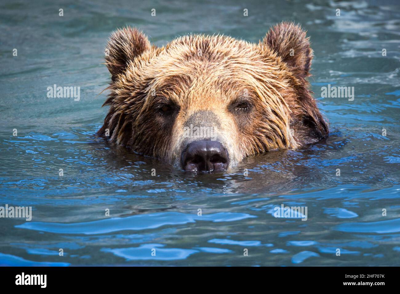 Orso marrone che nuota in un fiume Foto Stock