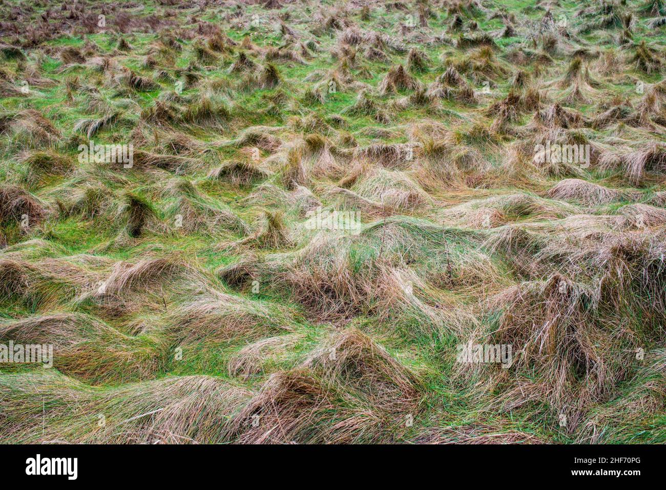 Prati di mare sull'isola di Sylt, Schleswig-Holstein, Germania Foto Stock