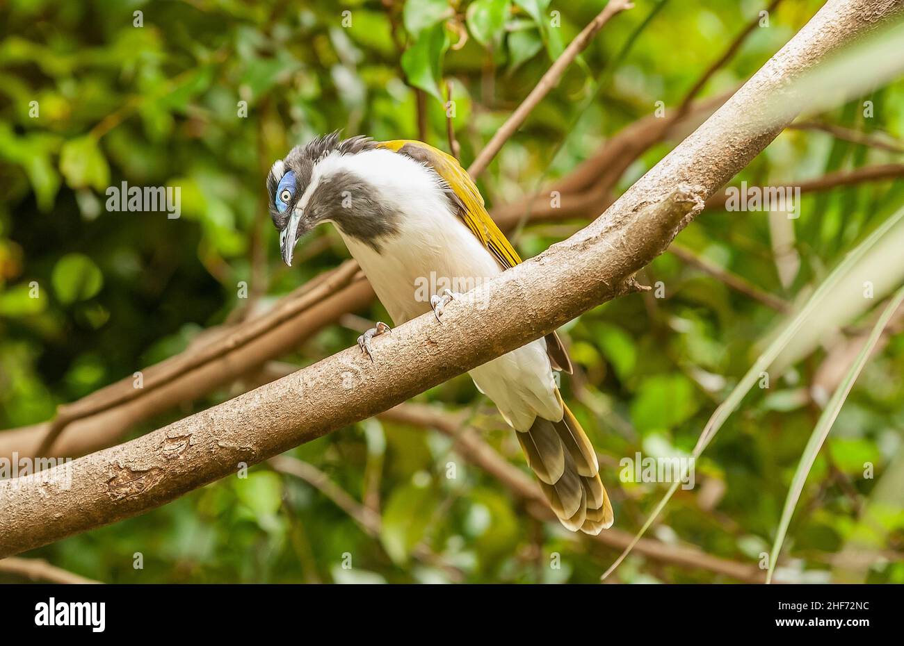 honeyeater di fronte blu, Entomyzon cianotis, anche colloquialmente noto come il bananabird seduto su un ramo di albero con collo curvo guardando la lente Foto Stock