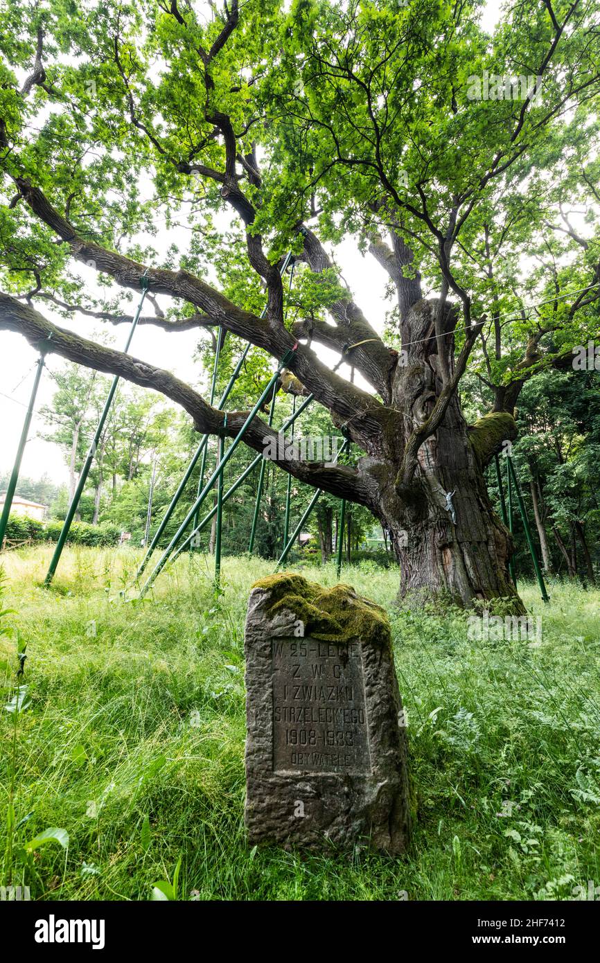 Europa, Polonia, Swietokrzyskie, la quercia Bartek - una delle più antiche querce in Polonia Foto Stock