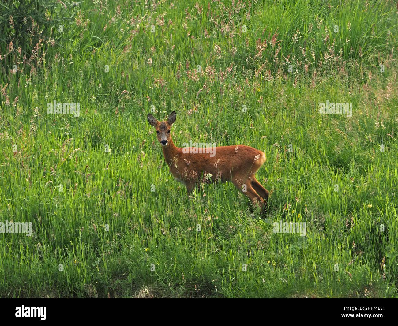 Capriolo femmina timido e vigilante in prato in mezzo a erba fiorita lunga estate - Perthshire, Scozia, Regno Unito Foto Stock