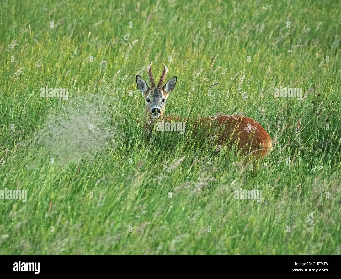 Capriolo vigilante in prato di montagna in mezzo erba fiorita lunga estate - Perthshire, Scozia, Regno Unito Foto Stock