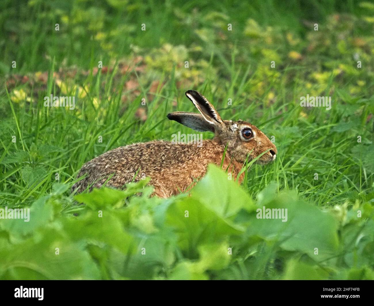 Lepre marrone (Lepus europaeus) con un orecchio sollevato nascondiglio in erba lunga di un prato montano Perthshire, Scozia, Regno Unito Foto Stock