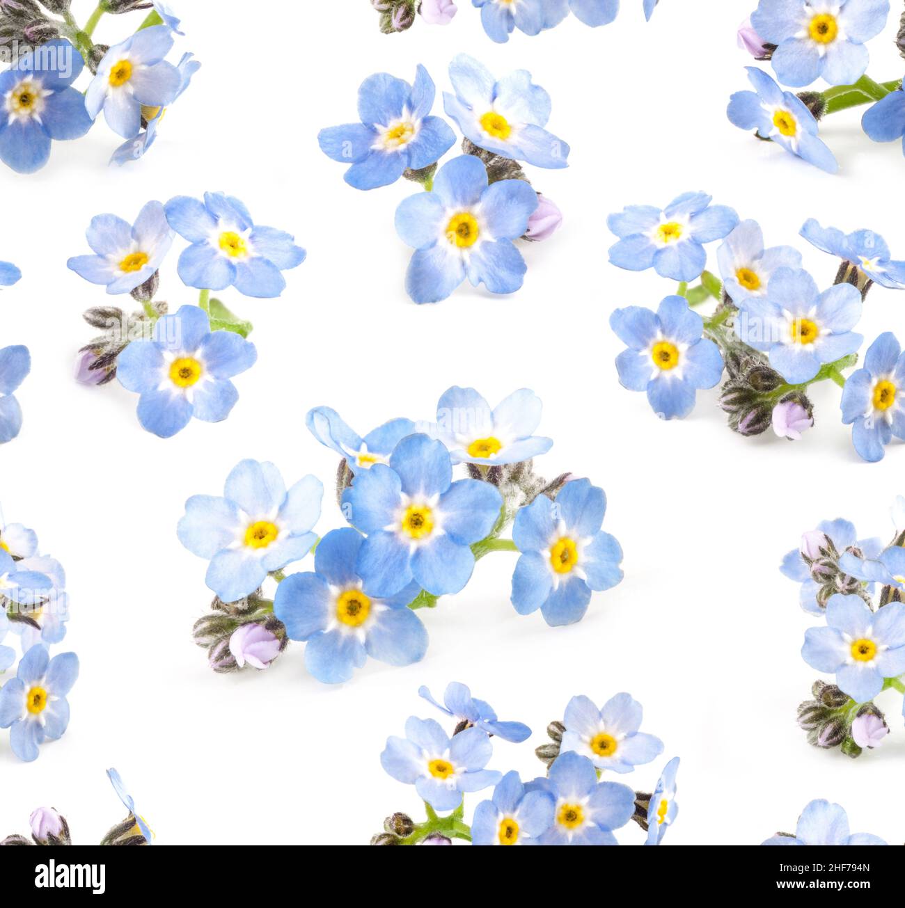 Bella blu dimentica-me-not fiori senza cuciture modello su sfondo bianco. Texture floreale per design, tessuti e sfondo. Foto Stock