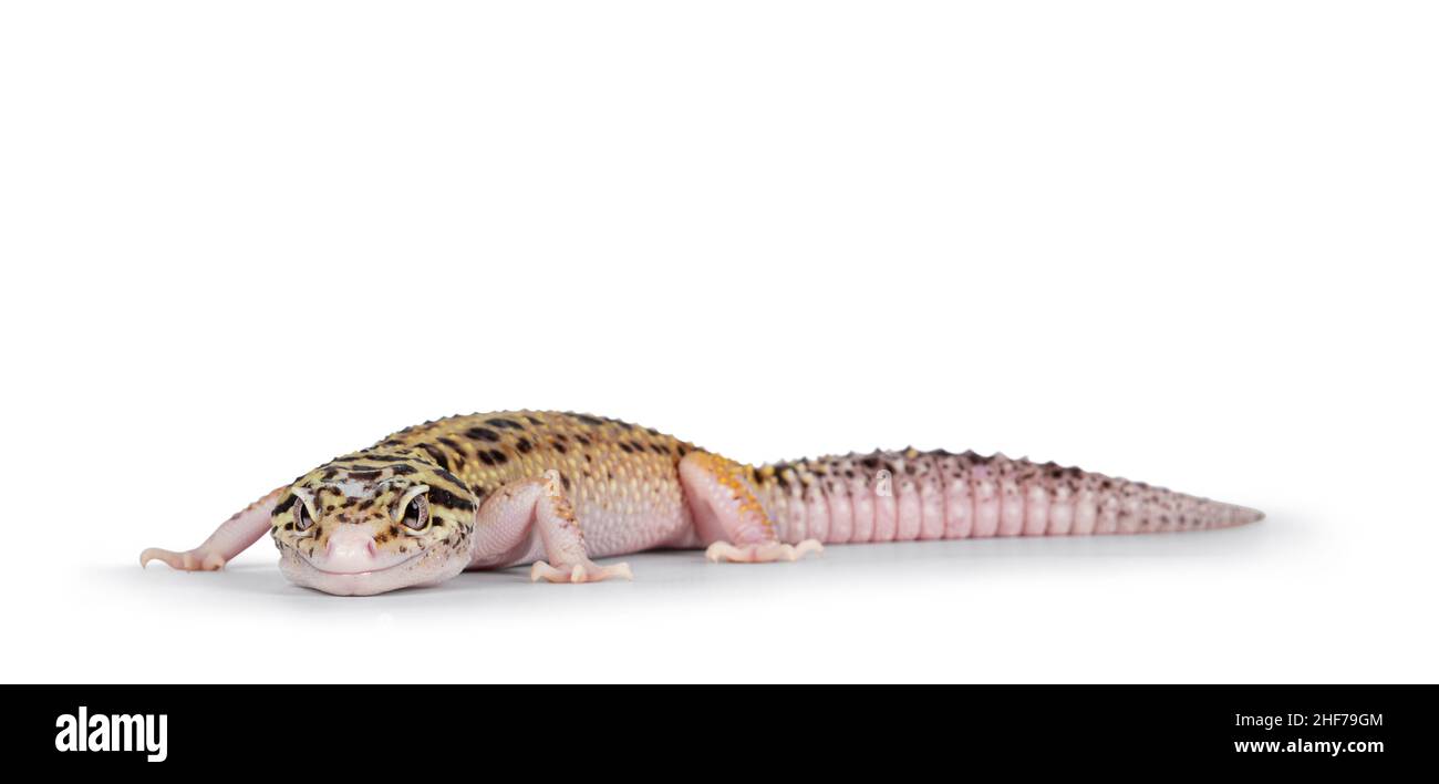 Bella Mack Snow Eclipse colorato Eublepharis macularius o Leopard Gecko, in piedi laterali vie. Isolato su sfondo bianco. Guardando accanto a camer Foto Stock