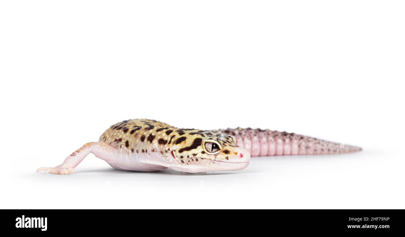 Bella Mack Snow Eclipse colorato Eublepharis macularius o Leopard Gecko, in piedi laterali vie. Isolato su sfondo bianco. Corpo in posizione di svolta Foto Stock