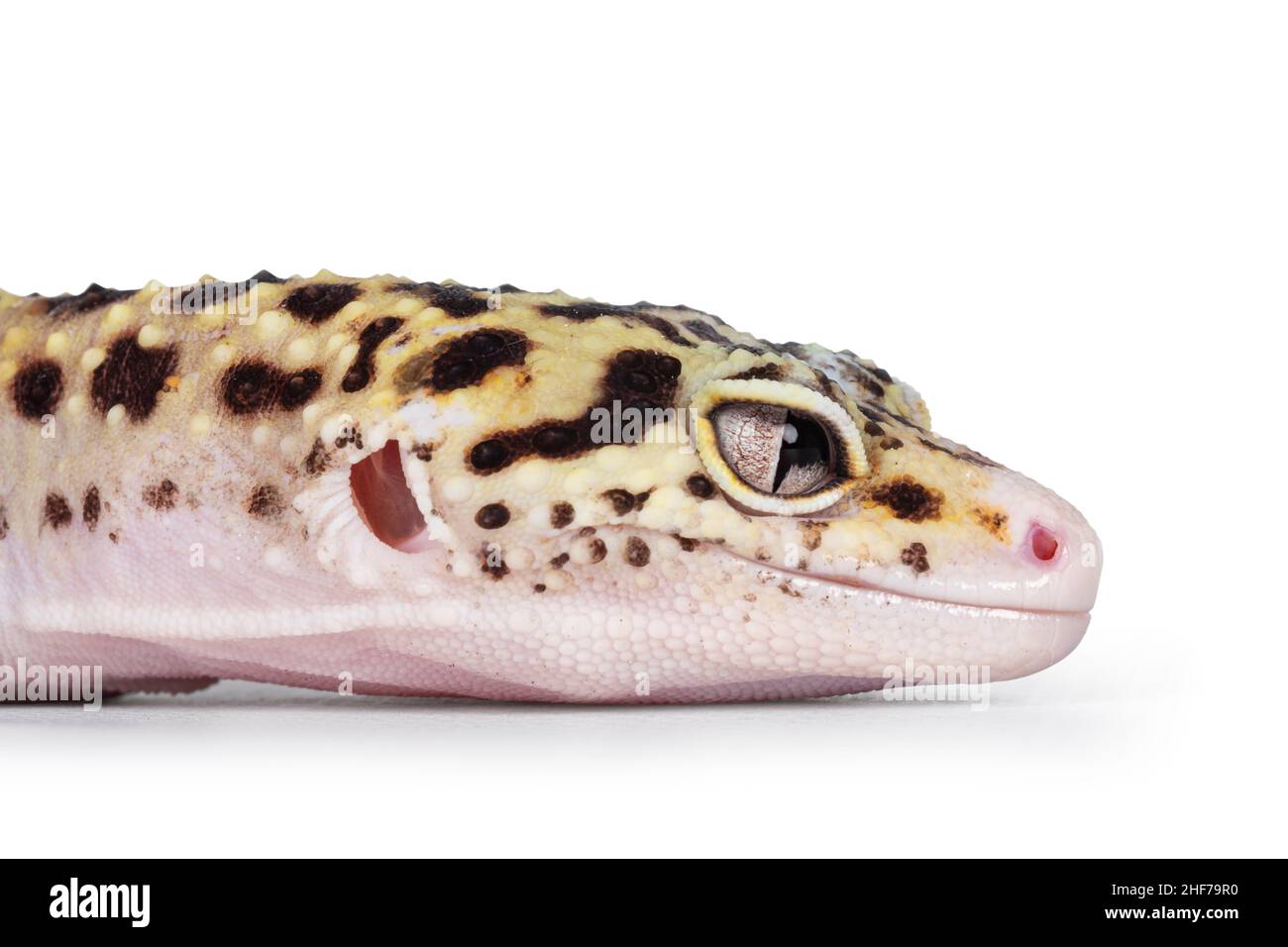 Colpo di testa di Mack Snow Eclipse colorato Eublepharis macularius o Leopard Gecko, in piedi laterali vie. Isolato su sfondo bianco. In cerca Foto Stock