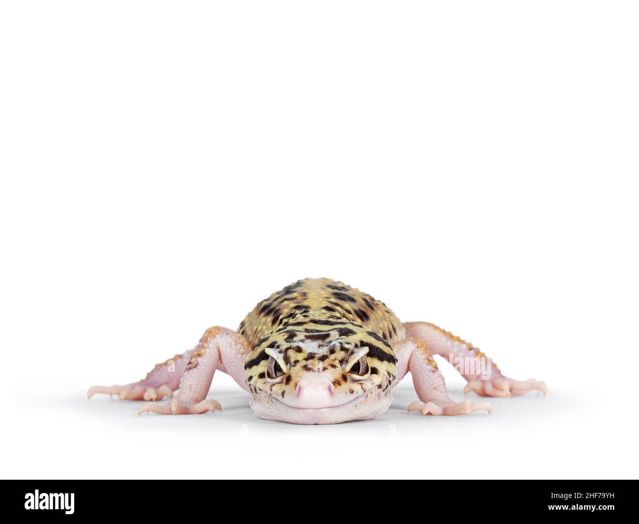 Colpo di testa di Mack Snow Eclipse colorato Eublepharis macularius o Leopard Gecko, in piedi di fronte. Isolato su sfondo bianco. Guarda Foto Stock