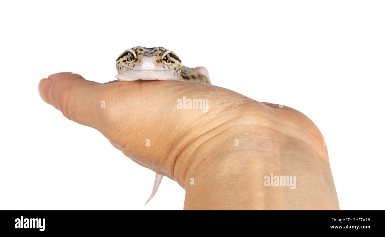 Bella Mack Snow Eclipse colorato Eublepharis macularius o Leopard Gecko, in piedi sulla mano umana. Isolato su sfondo bianco. Guardando dritto Foto Stock
