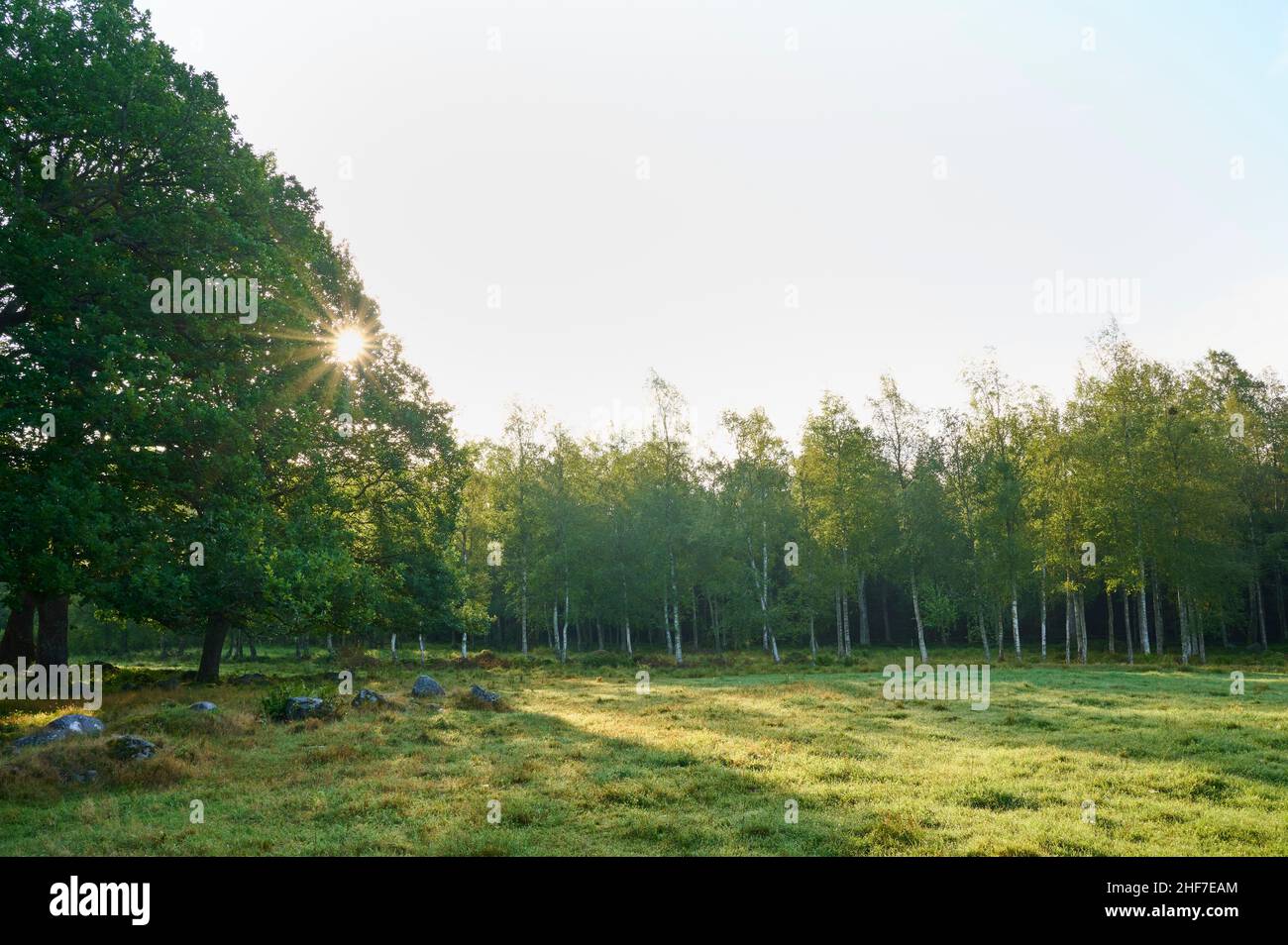Pascolo, schiarimento, foresta, alba, estate, Halleberg, Vargön, Västra Götalands Län, Vastra Gotaland, Svezia Foto Stock