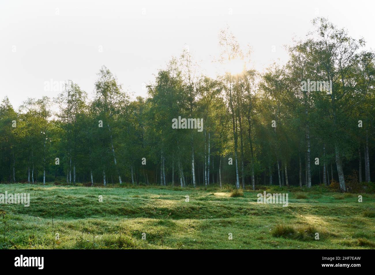 Pascolo, schiarimento, foresta, alba, estate, Halleberg, Vargön, Västra Götalands Län, Vastra Gotaland, Svezia Foto Stock