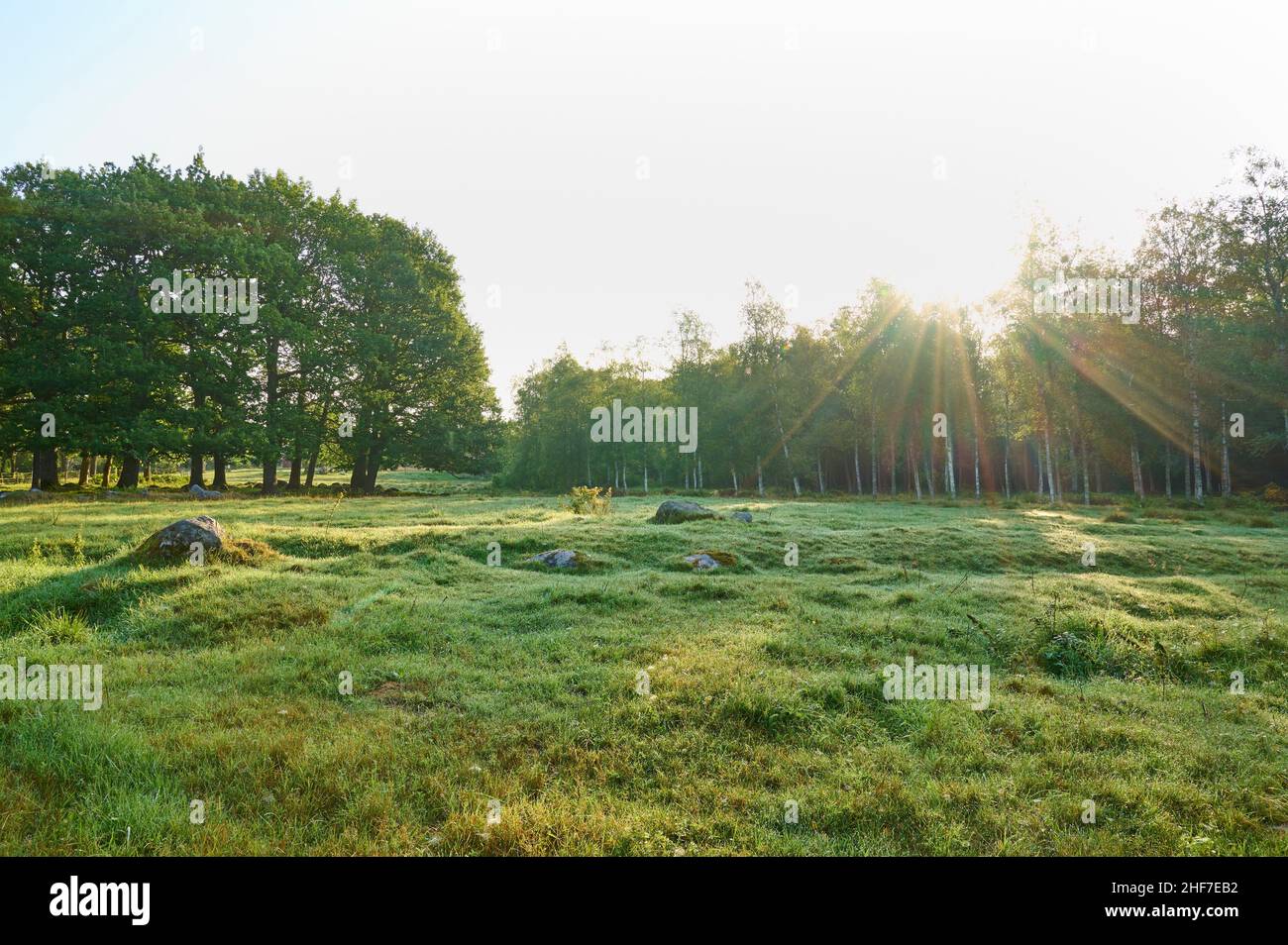 Pascolo, schiarimento, foresta, alba, estate, Halleberg, Vargön, Västra Götalands Län, Vastra Gotaland, Svezia Foto Stock