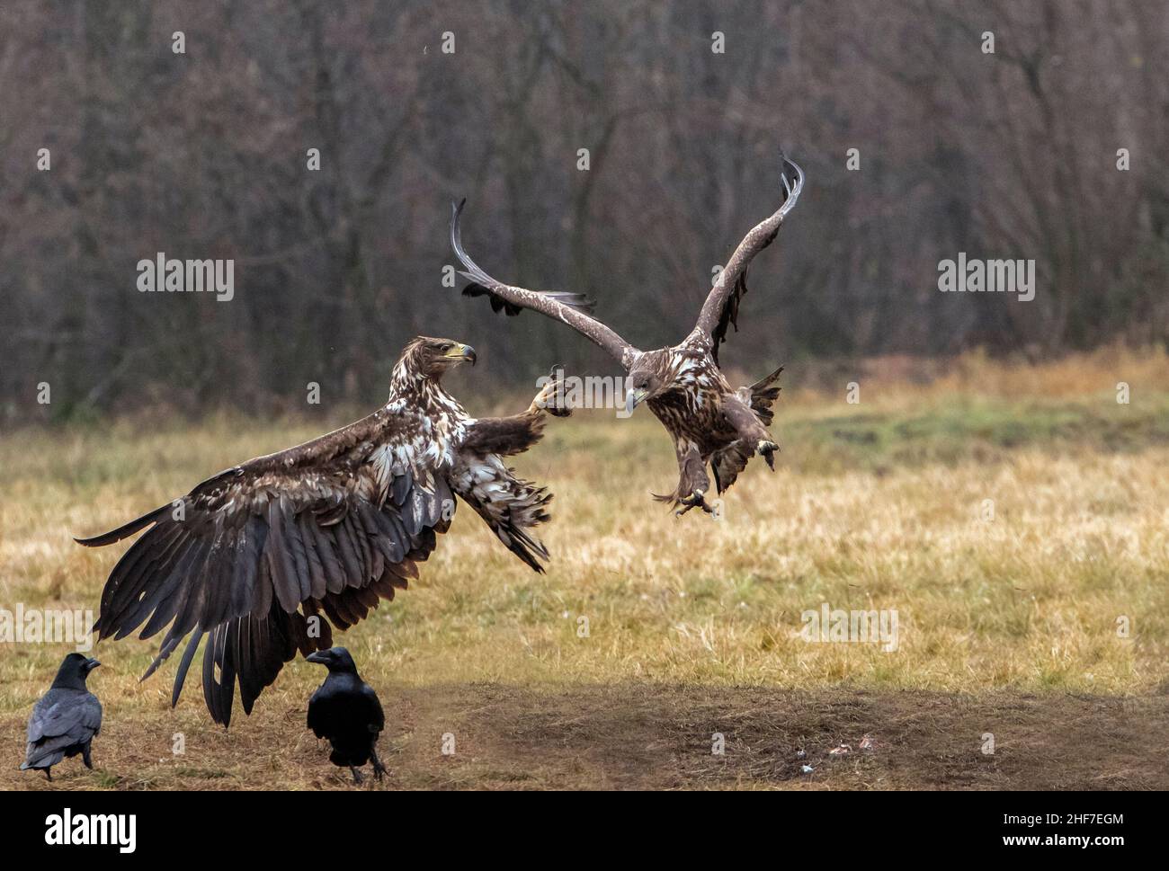 Aquila dalla coda bianca (Haliaeetus albicilla) in combattimento aereo, Polonia Foto Stock