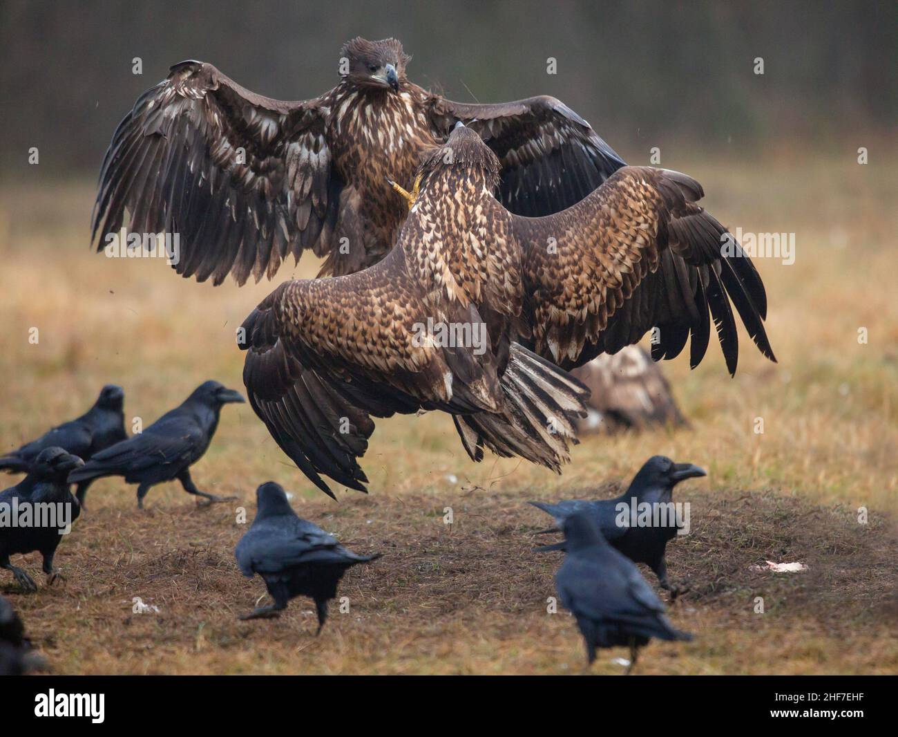 Aquila dalla coda bianca (Haliaeetus albicilla) in combattimento aereo, Polonia Foto Stock