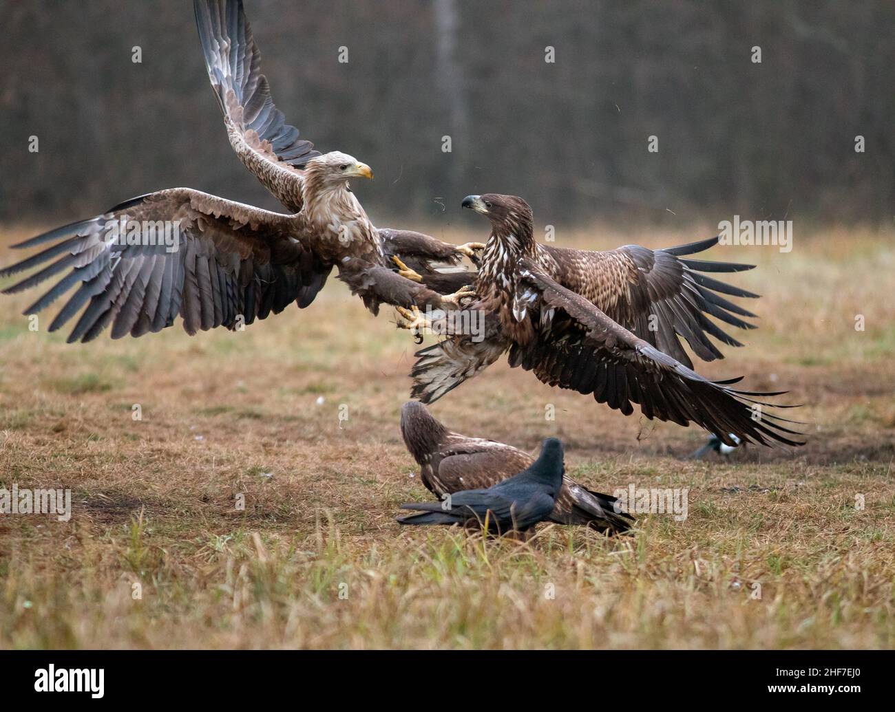 Aquila dalla coda bianca (Haliaeetus albicilla) in combattimento aereo, Polonia Foto Stock