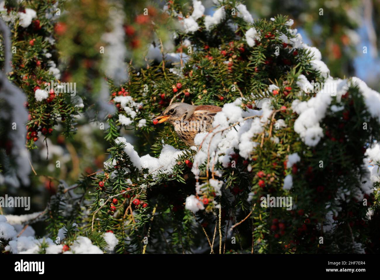 Fieldfare (Turdus pilaris) mangia frutta di tasso (Taxus baccata) in inverno Foto Stock