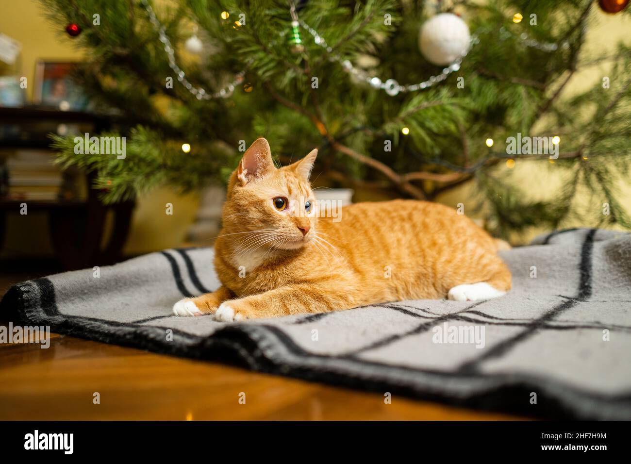 Un bel gatto rosso-bianco siede su un copriletto sotto l'albero di Natale la sera di Capodanno. Tema animali domestici accogliente vigilia di natale casa. Cat Foto Stock