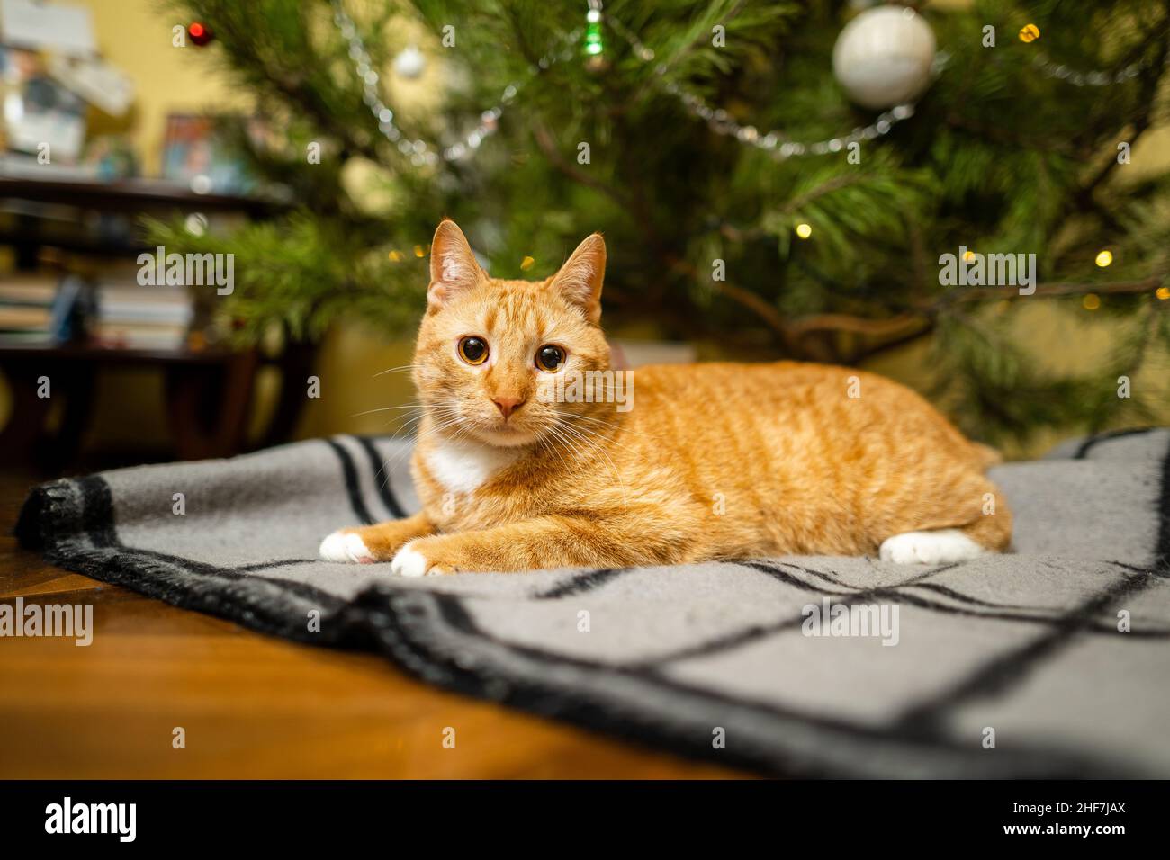 Happy Ginger gatto siede su plaid sotto l'albero di Natale con decorazioni festive la vigilia di Capodanno. Un animale domestico gode sotto l'albero del pino a casa sul copriletto dentro Foto Stock