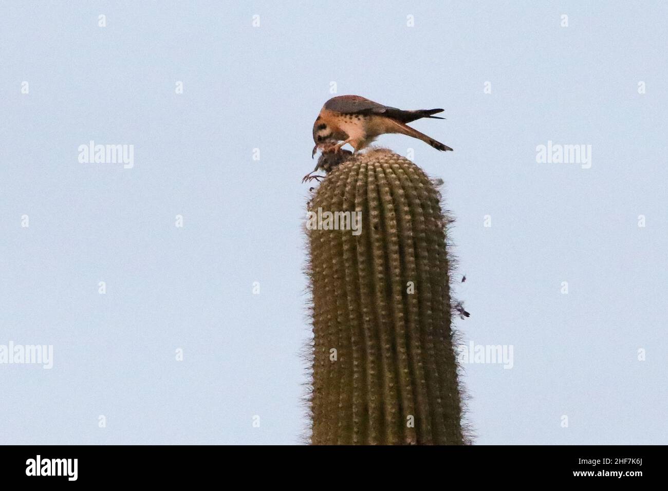 Kestrel americano che mangia un uccello Foto Stock