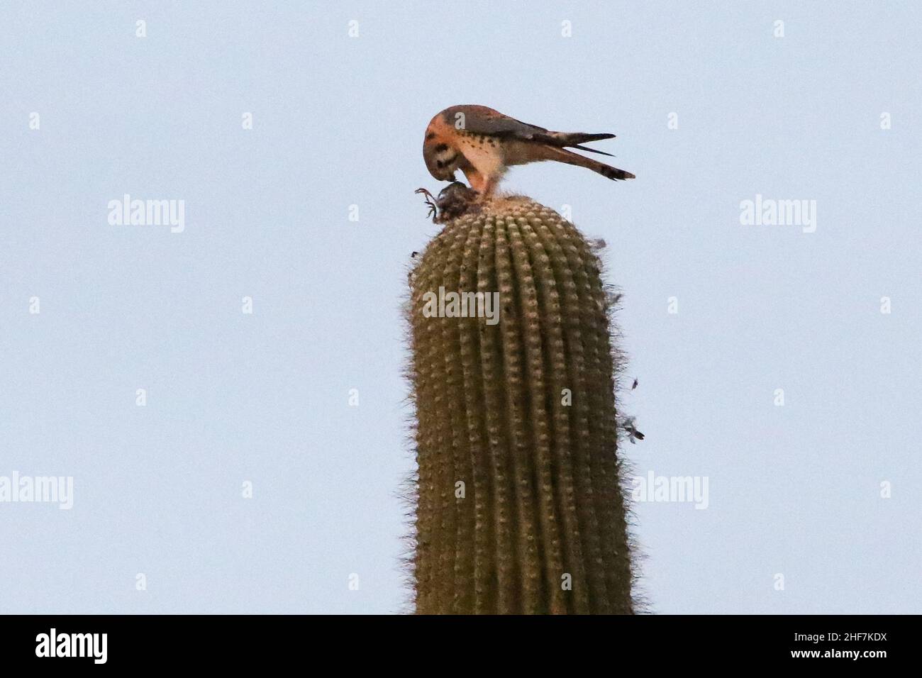 Kestrel americano che mangia un uccello Foto Stock