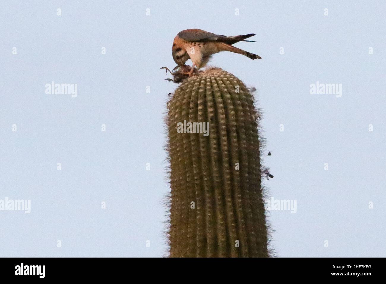 Kestrel americano che mangia un uccello Foto Stock