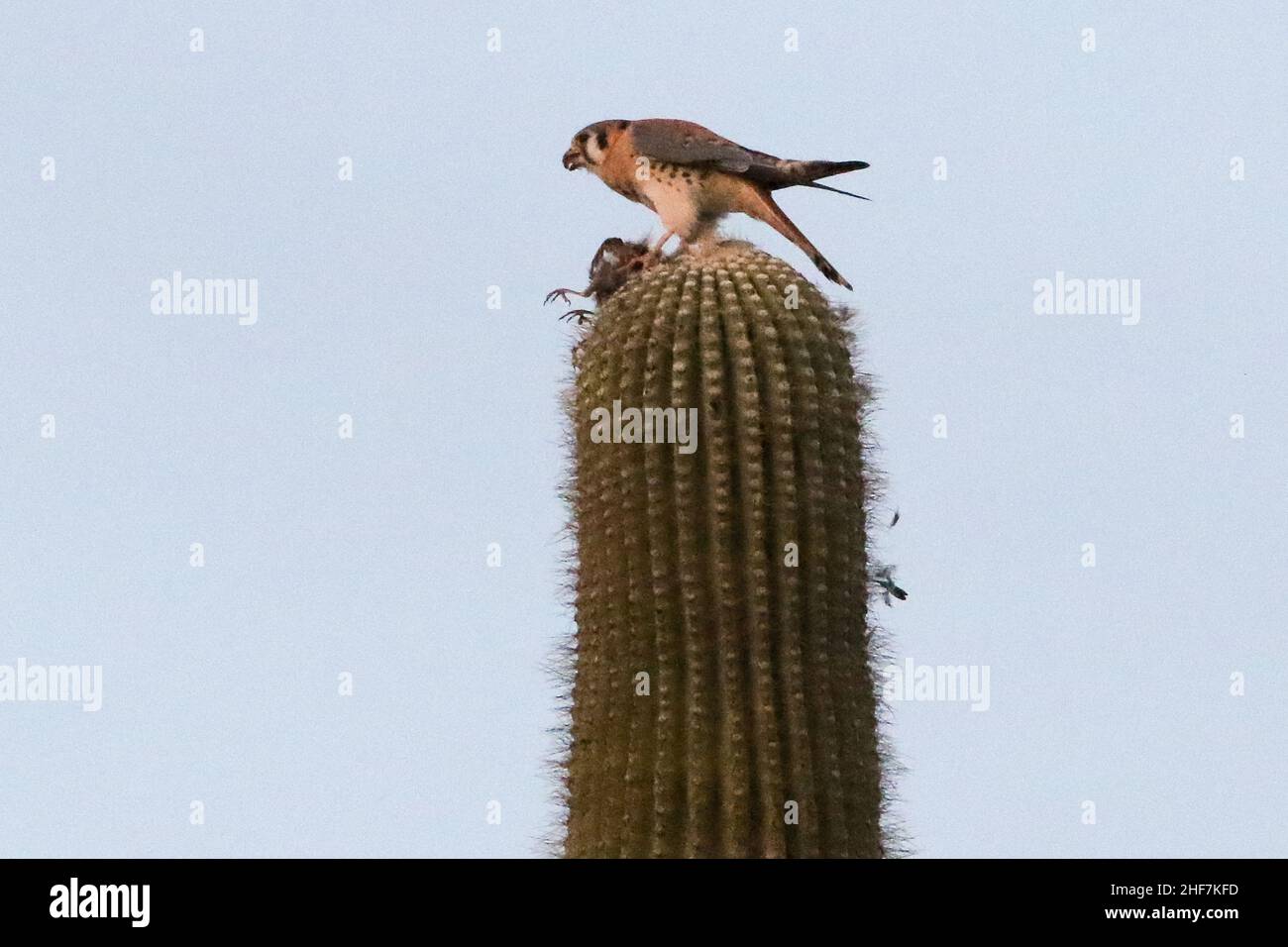 Kestrel americano che mangia un uccello Foto Stock