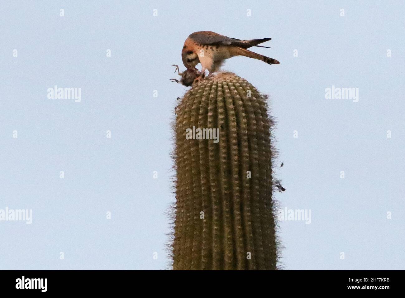 Kestrel americano che mangia un uccello Foto Stock