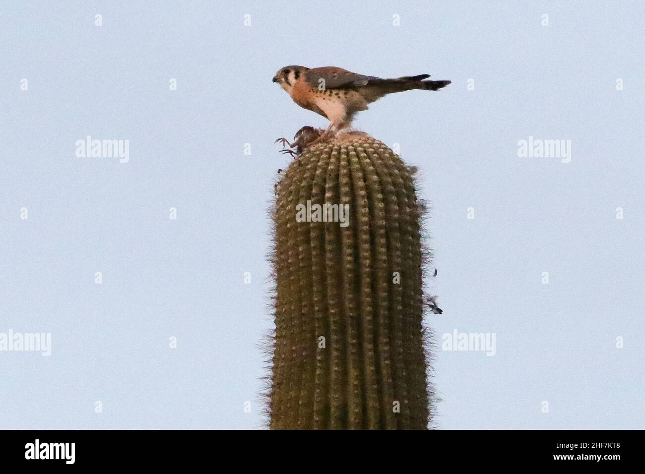 Kestrel americano che mangia un uccello Foto Stock