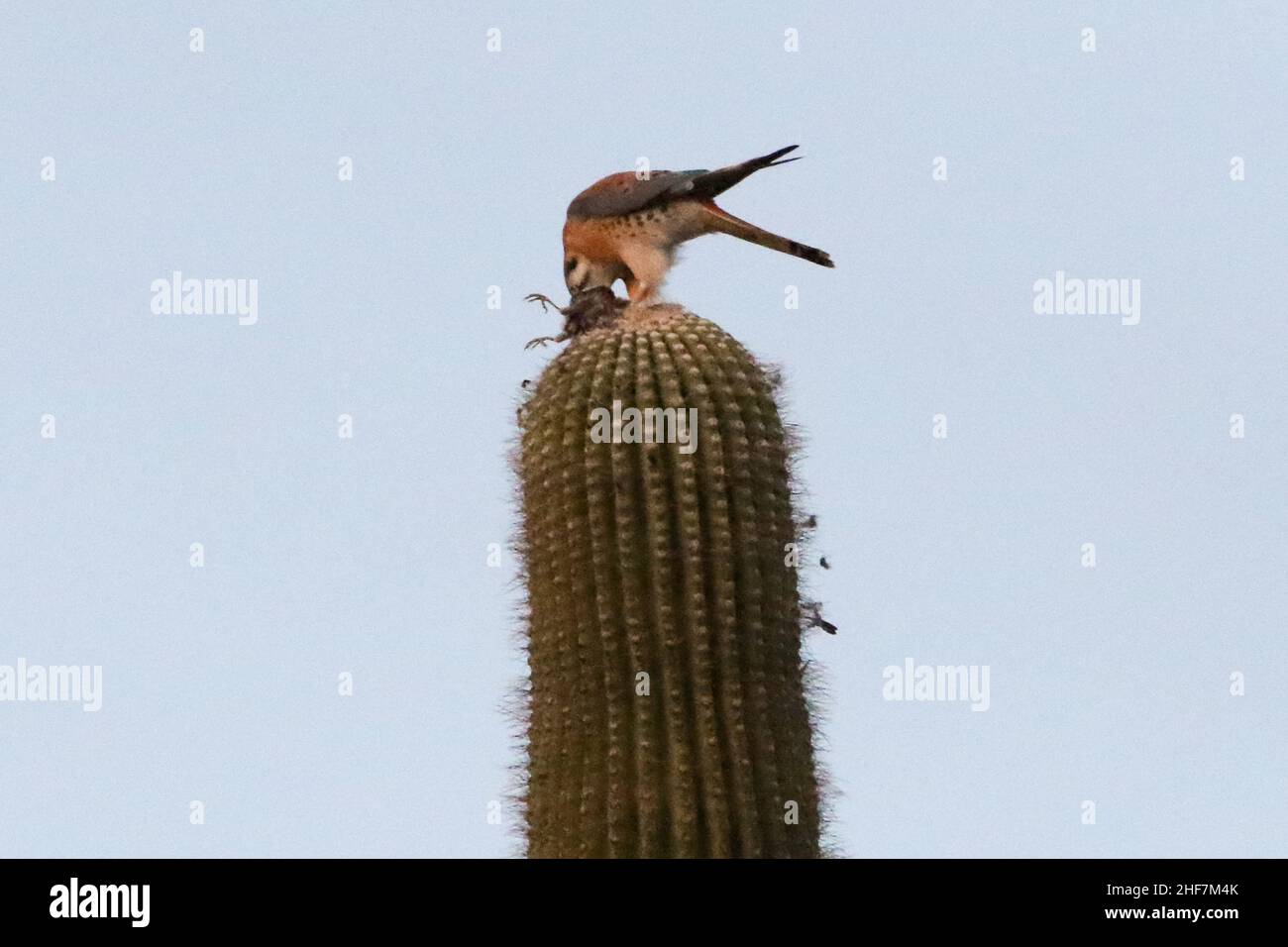 Kestrel americano che mangia un uccello Foto Stock
