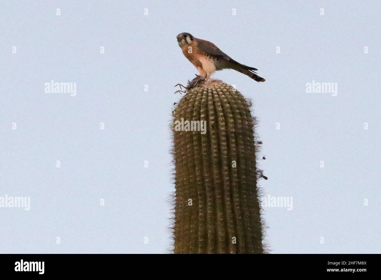 Kestrel americano che mangia un uccello Foto Stock