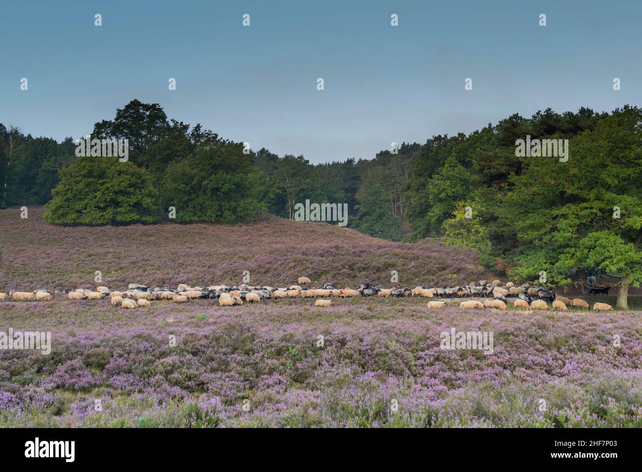 Un gregge di pecore al mattino presto nel misteriosa Fischbeker Heide ad Amburgo, Germania Foto Stock