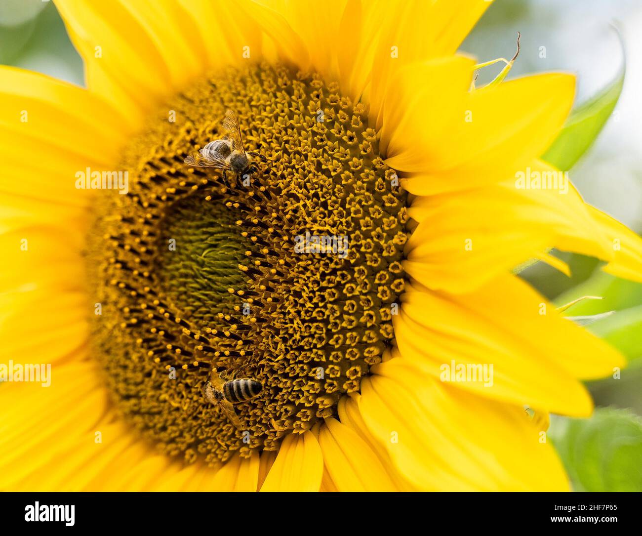 Le api siedono su un girasole, Wallgau, Baviera, Germania Foto Stock