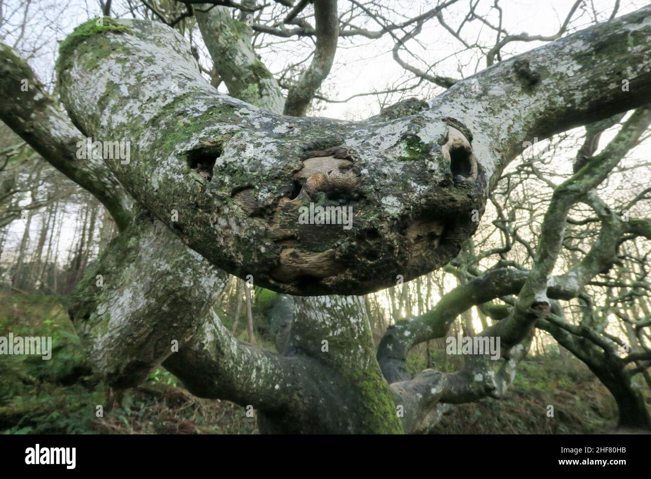 Un ramo attorcigliato di un albero che assomiglia ad un serpente, o ad un orso di kola, appare irreale, bizzarro, inusionale, strano, strano, freakish, unearly, dreamlike Foto Stock