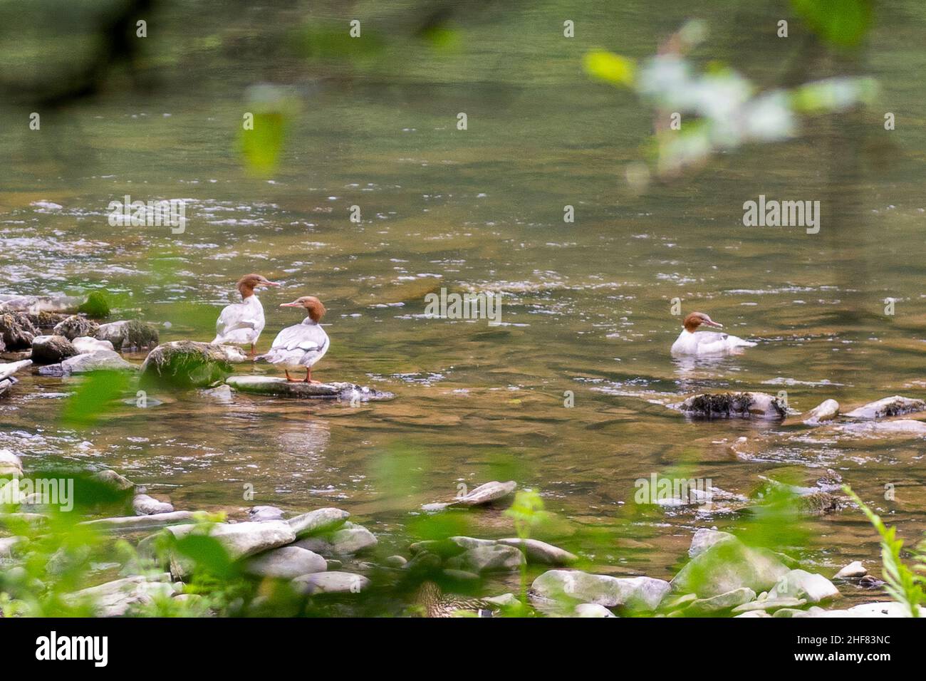 Tre anatre di piume (Mergus merganser) al bordo del fiume Foto Stock
