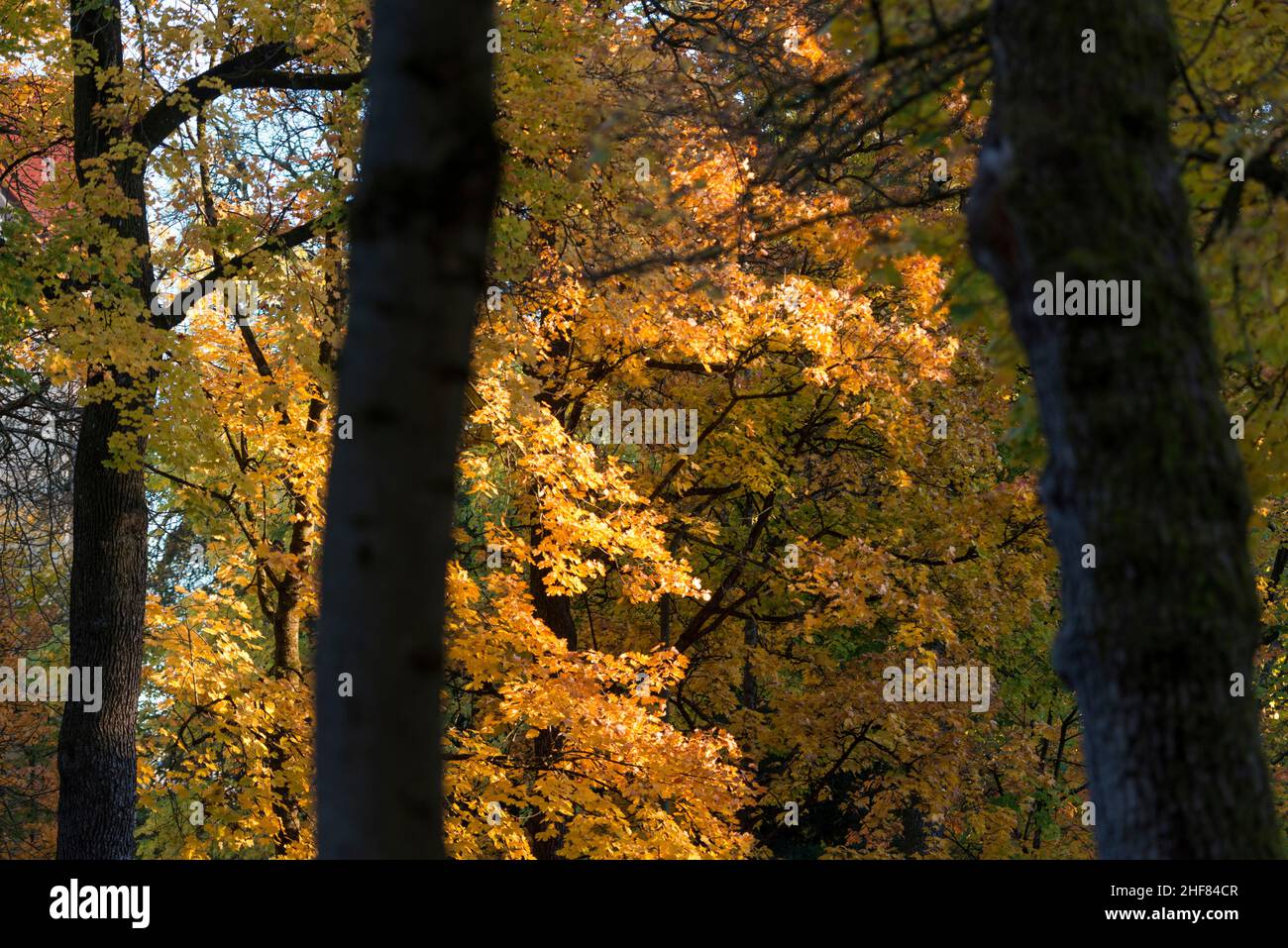 Autunno in città, foglie colorate, architettura Foto Stock