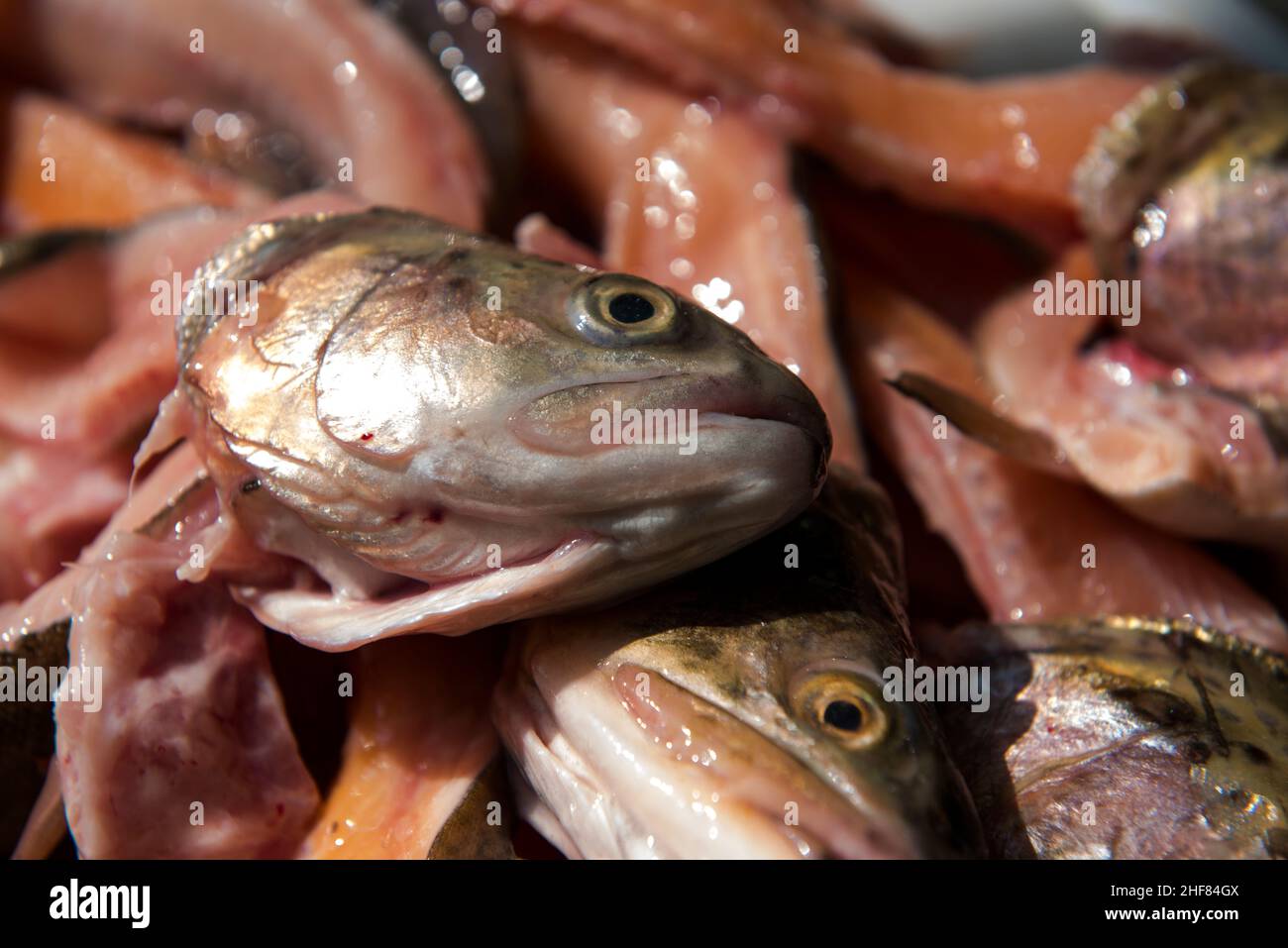 Teste di pesce Foto Stock