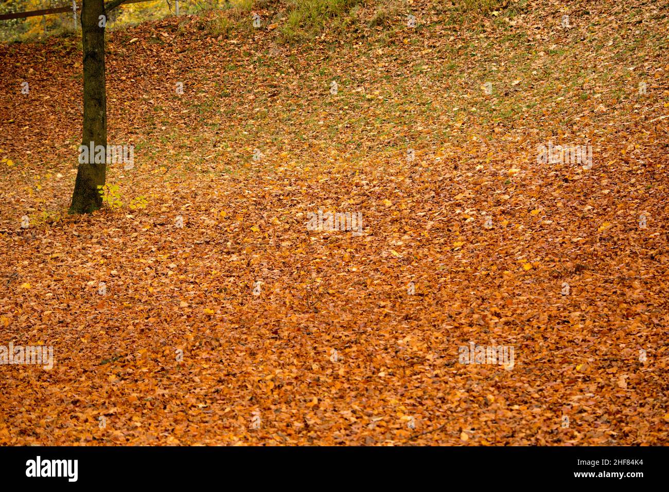 Tronco d'albero, foglie d'autunno, autunno dorato, coperto da foglie Foto Stock