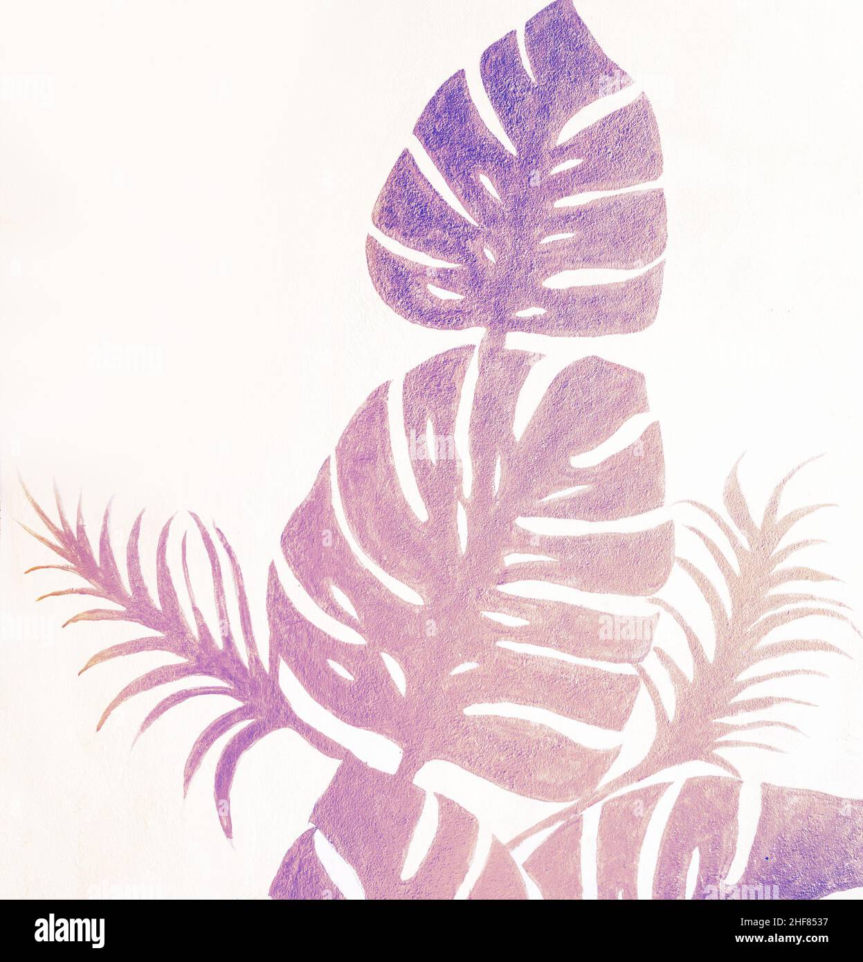 Monstera deliciosa lascia la silhouette su sfondo bianco. Trame grafiche digitali o elementi di design. Foto Stock