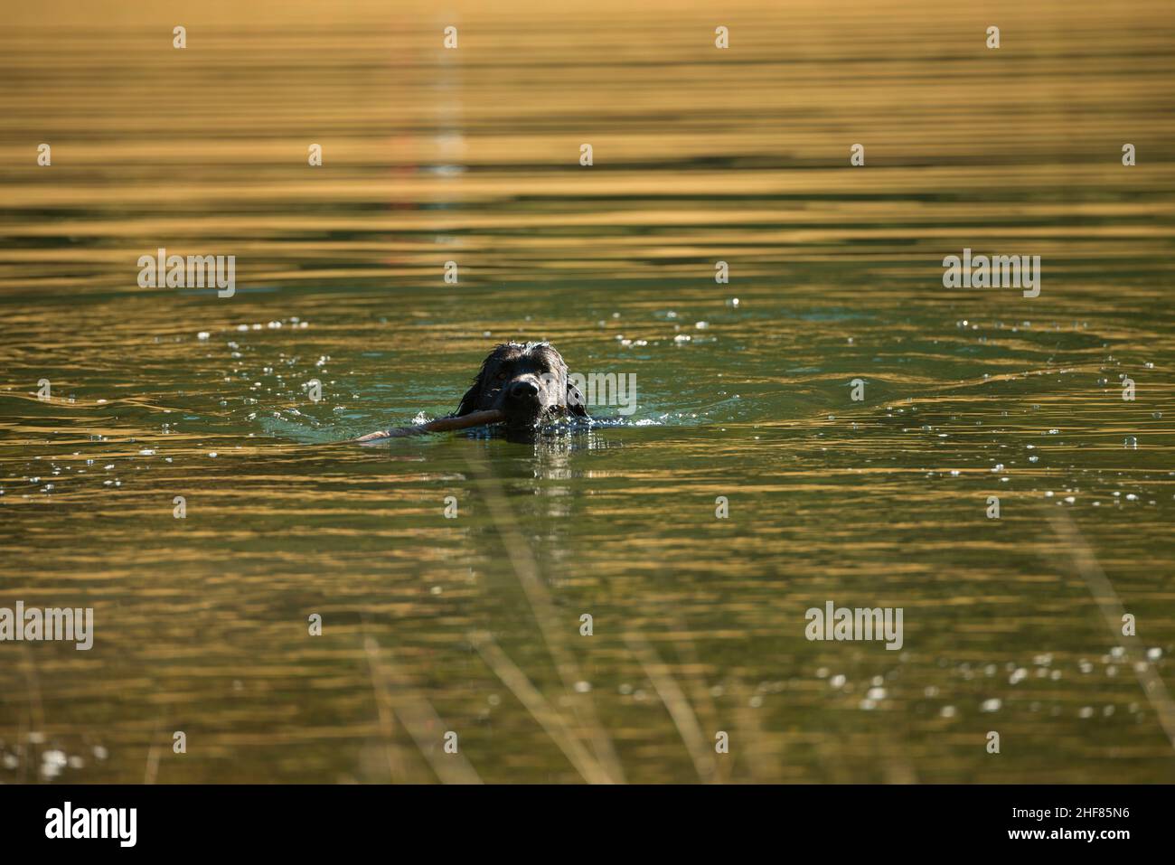 wet black dog in lago, nuoto, recupero, setter ibrido Foto Stock