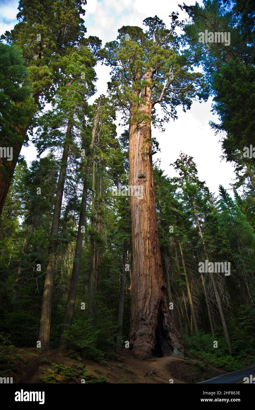 Parco nazionale di Sequoia con il vecchio enormi alberi di sequoia come redwoods nel bellissimo paesaggio Foto Stock