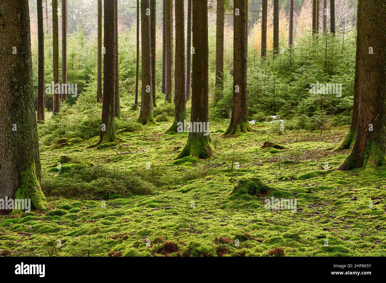 Foresta di conifere, abete rosso, abete, muschio, umido, Odenwald, Baviera, Germania Foto Stock