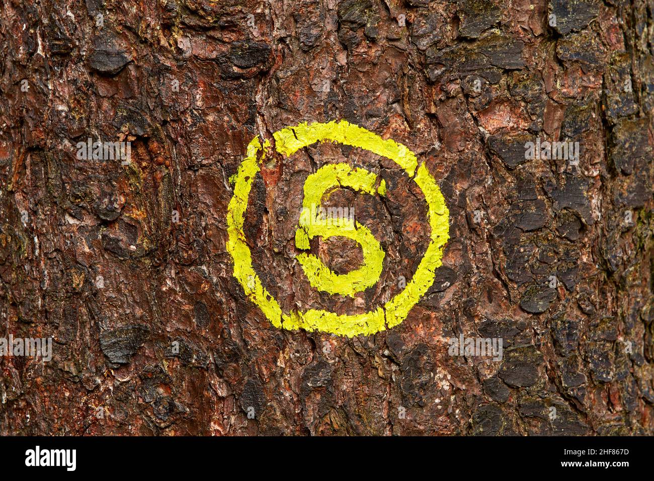 Albero, corteccia, numero, 6, giallo, Cerchio Foto Stock