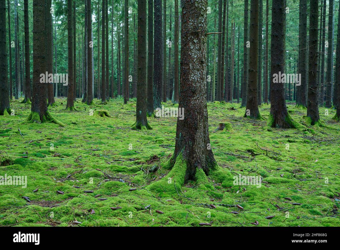 Foresta di conifere, abete rosso, abete, muschio, umido, Odenwald, Baviera, Germania Foto Stock