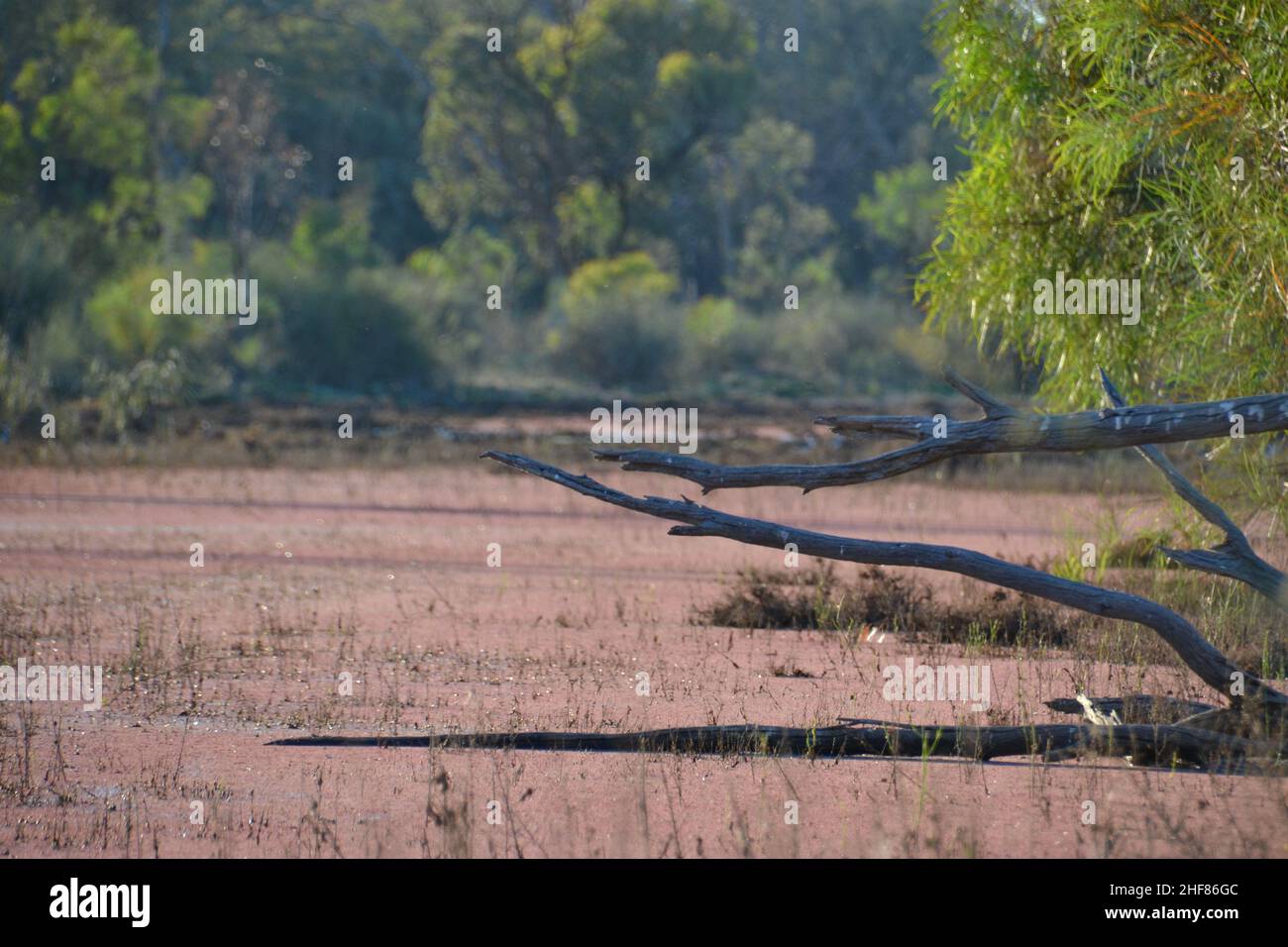 Tranquillo e tranquillo scatto panoramico di un billabong australiano o di un lago sul fiume Murray con alghe rosse, macchia e vecchi tronchi Foto Stock