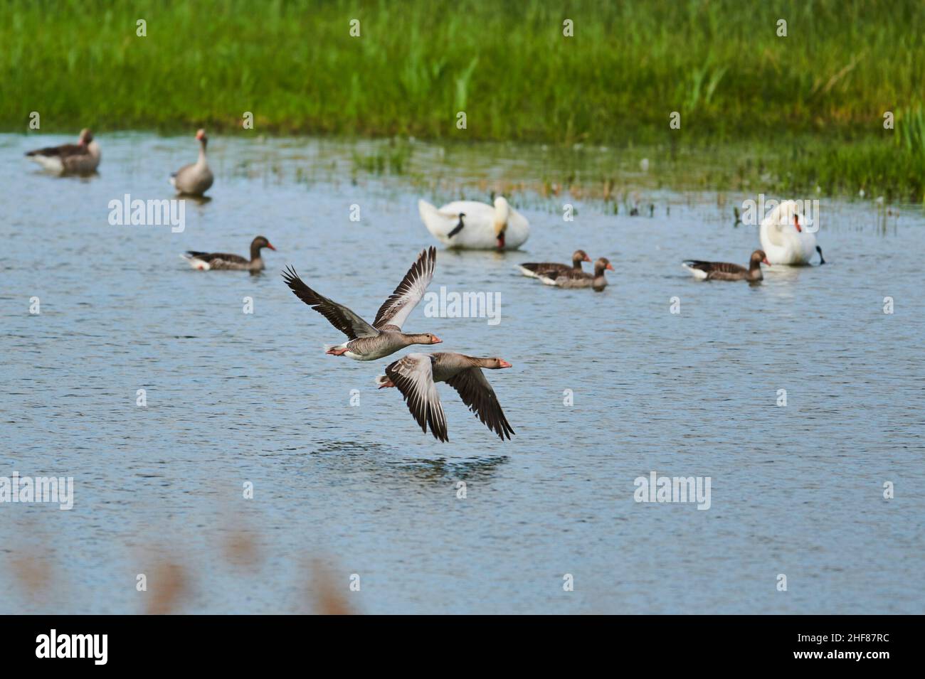 Oche grigielag (Anser anser), sorvolando un lago, Baviera, Germania Foto Stock